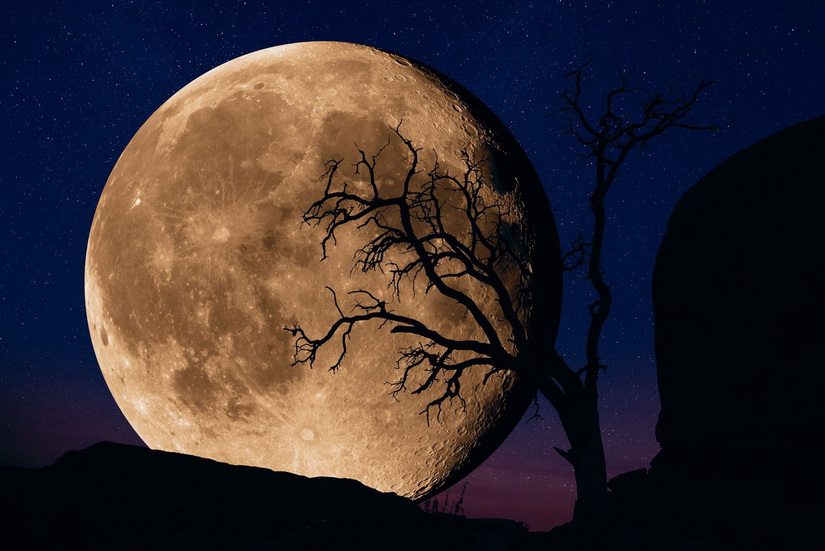 Пітер Лік. Bella Luna