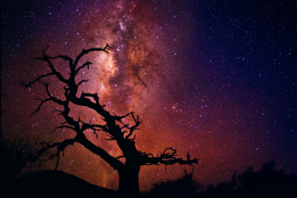 Пітер Обличчя - Tree of the Universe