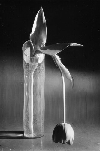ANDRE KERTESZ