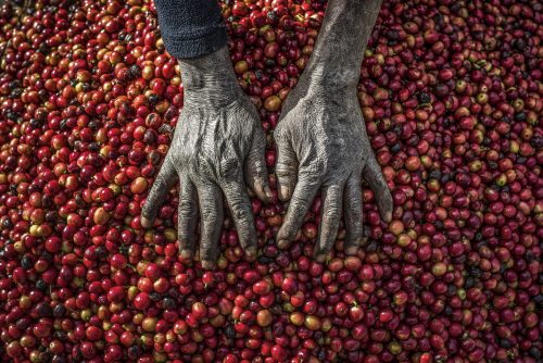 Pickers remove unripe or overripe coffee beans and foreign debri