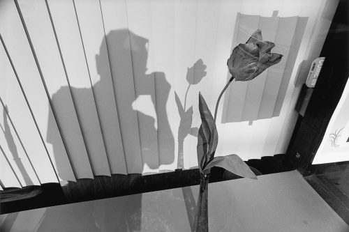 LEE FRIEDLANDER