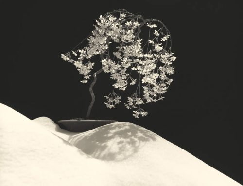MASAO YAMAMOTO