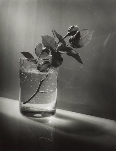 Still Life, Josef Sudek