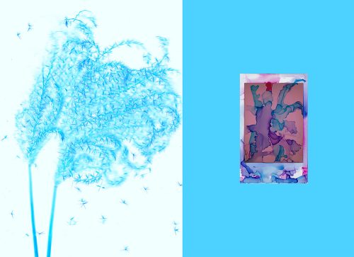 project Metamorphoses