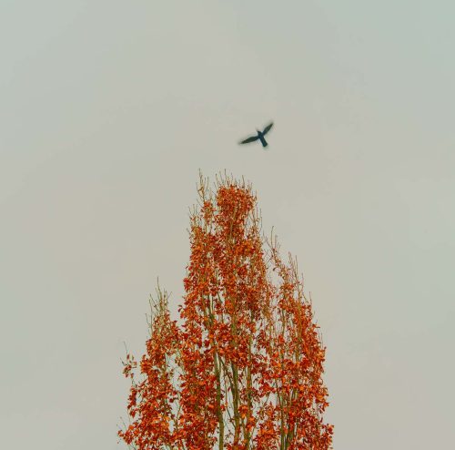 Авторська фотоідея