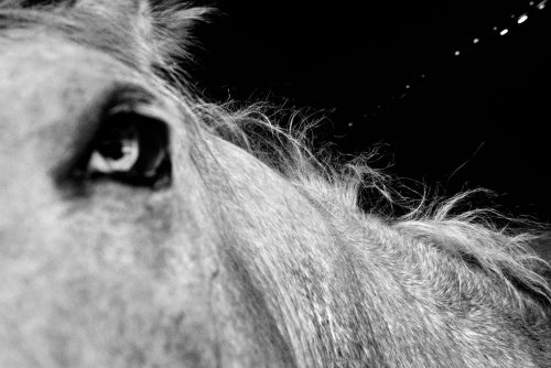A Mangalarga Marchador here, the horse of pure-bred equine tradition in Brazil.