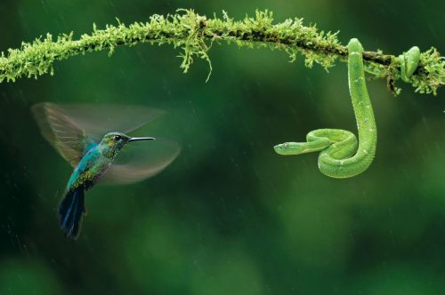 Hummingbird and snake Eye to Eye.