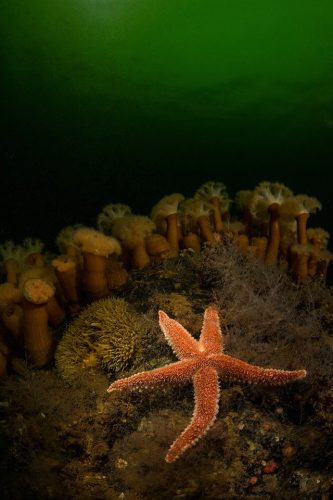 Подводная фотография