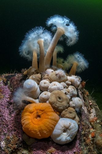 Подводная фотография