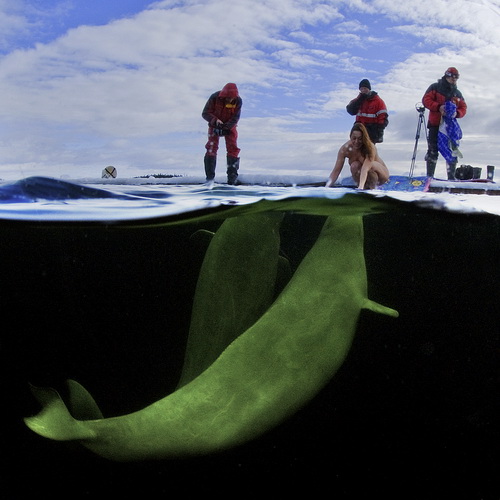 princess-of-whales