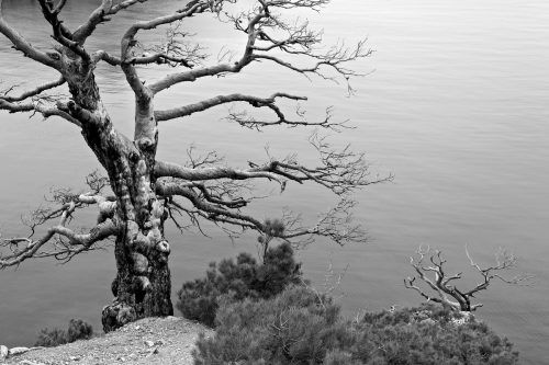 Trees in Karaul-Oba national park