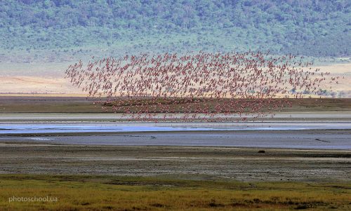 Wildlife фотография Игоря Червоненко
