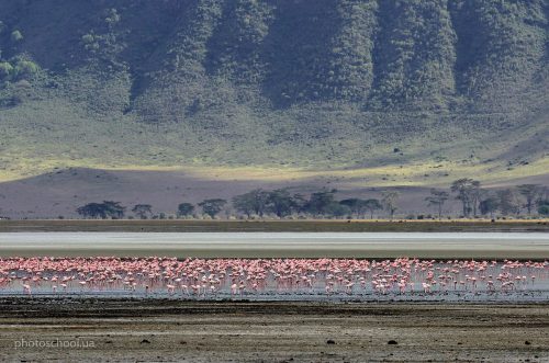 Wildlife фотография Игоря Червоненко