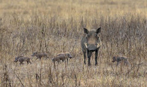 Wildlife фотография Игоря Червоненко