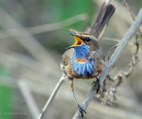 Wildlife фотография Игоря Червоненко