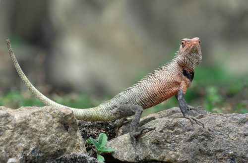 Wildlife фотография Игоря Червоненко