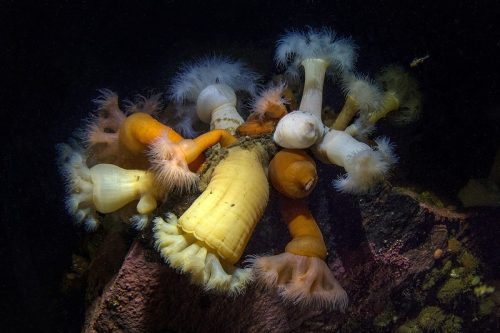Митридиум. Белое море. Mitridium. White sea. 